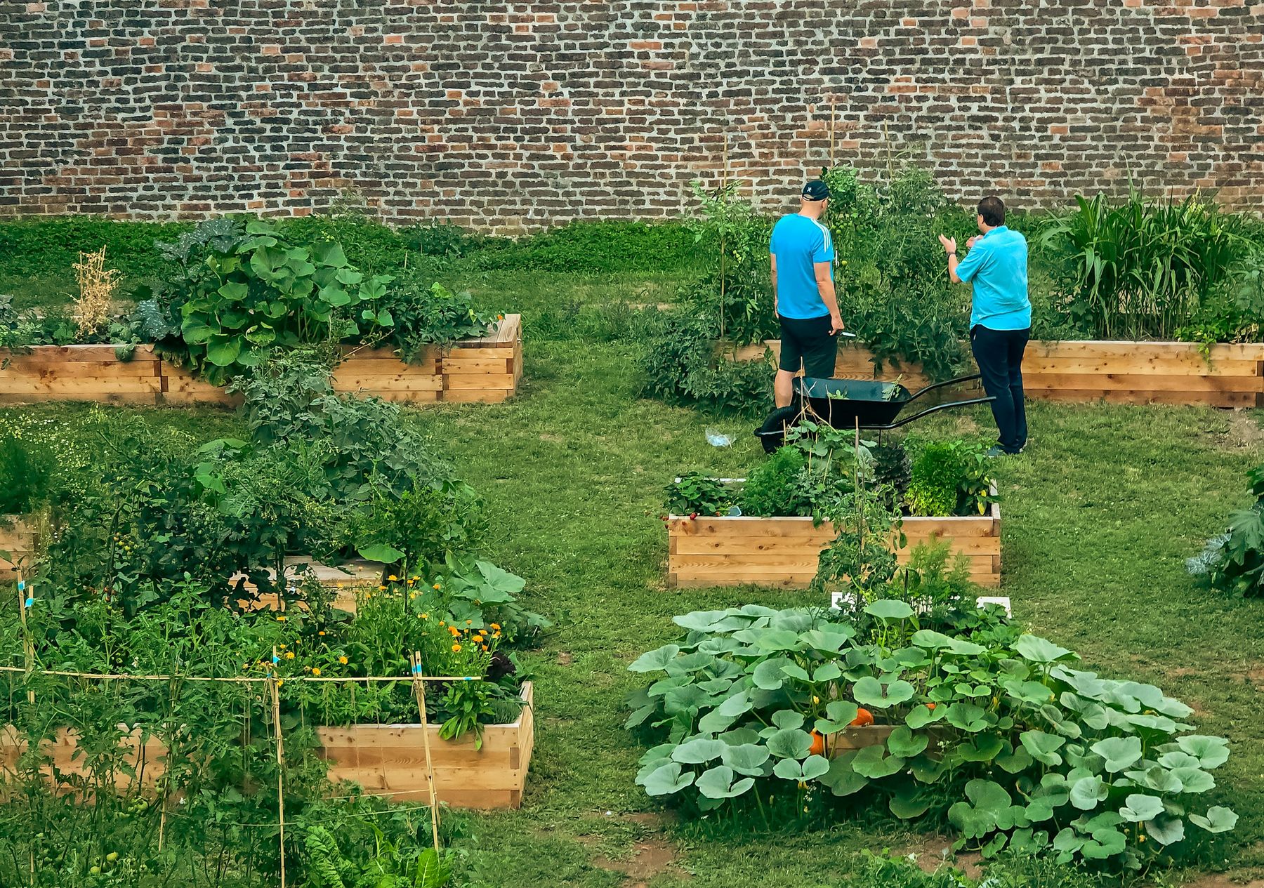 Des jardiniers au milieu des carrés potagers, devant un vieux mur de briques