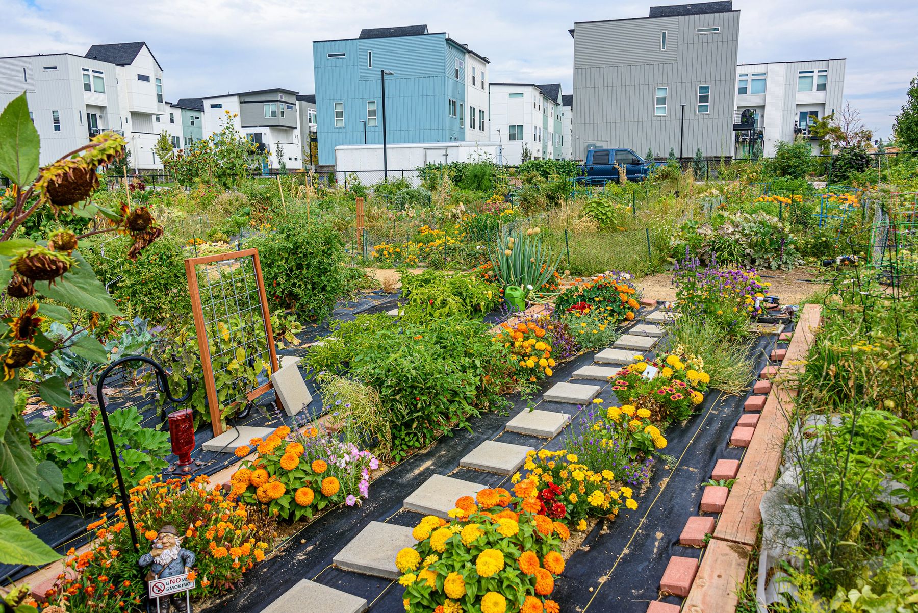Des allées de fleurs orange et jaunes entre les potagers d’un jardin partagé