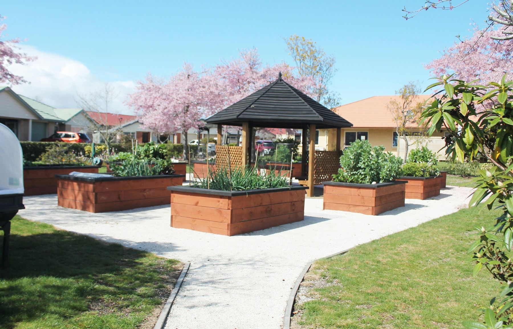 Des bacs potagers en bois autour d’un kiosque, sous des arbres en fleurs